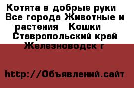 Котята в добрые руки - Все города Животные и растения » Кошки   . Ставропольский край,Железноводск г.